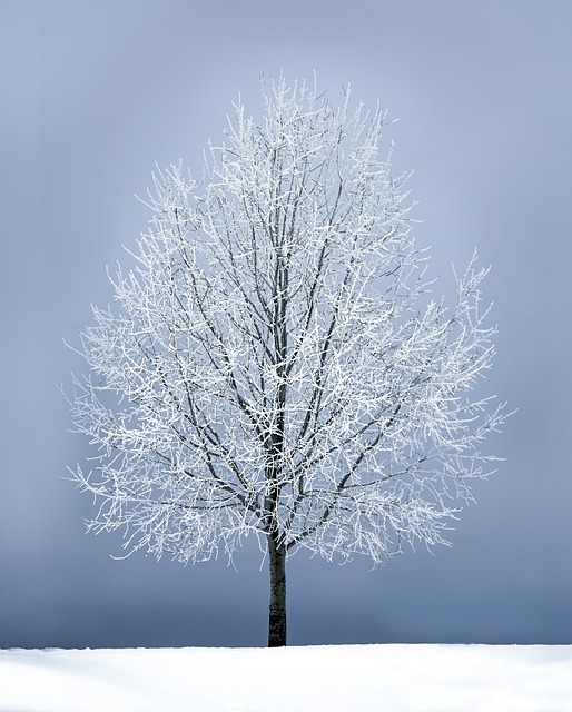 Save Money on Top-Rated Tree Removal Near You – Free Estimate Today!