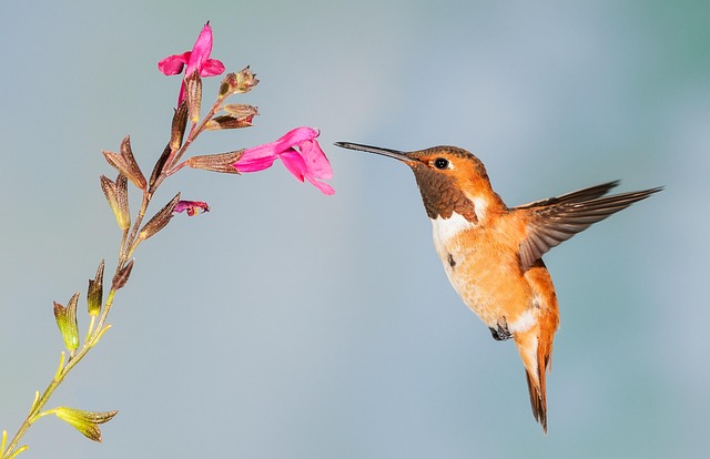 ProTrap Wildlife: Effective Commercial Pest Control Windsor Ontario