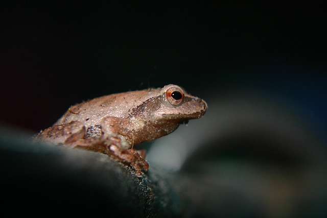 Licensed Experts: Windsor Bat Removal & Pest Control