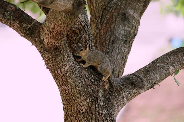 ProTrap Wildlife: Effective Pest Control for Windsor Businesses