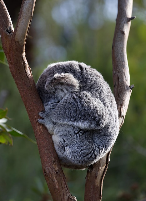 24/7 Wildlife Removal: Windsor’s Emergency Pest Solution