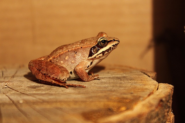 Professional Wildlife Control Services in Windsor-Chatham-Kent for Effective Pest Management