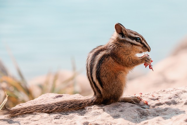 Professional Wildlife Removal Services in Windsor Chatham Kent Sarnia