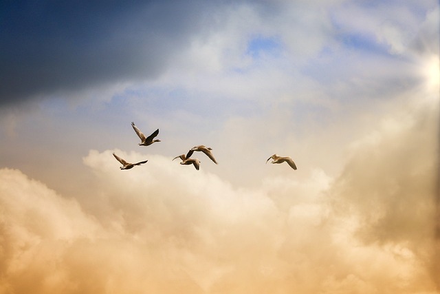 Pest Control Management: Windsor Ontario’s Eco-Safe Wildlife Cleanup