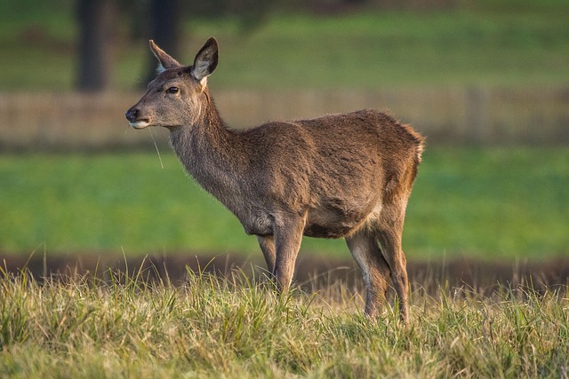 ProTrap: Humane, Effortless Wildlife Removal for a Peaceful Ontario Home