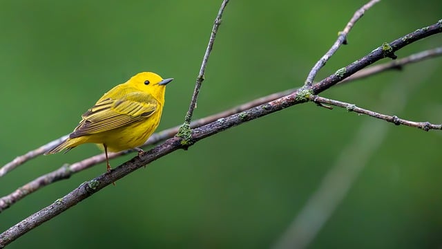 Save Your Home: Effective Wildlife Removal by ProTrap Windsor