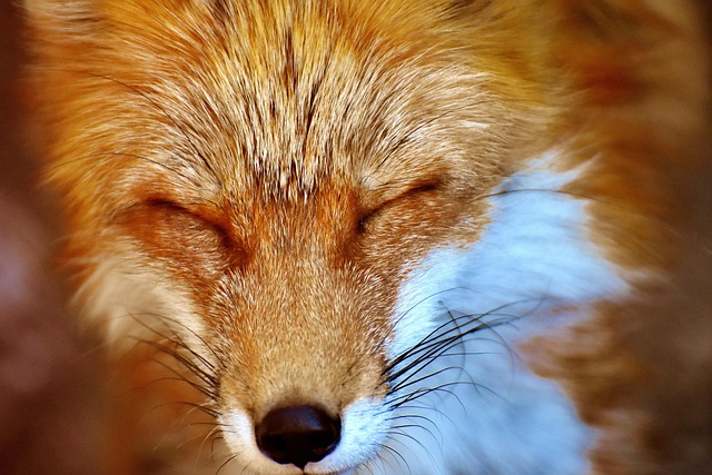 Professional Wildlife Control: Safe, Effective Pest Management in Windsor, Chatham, Kent