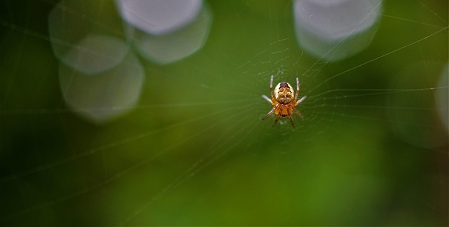 Professional Pest Control Windsor Ontario: Expert Services for Chatham-Kent