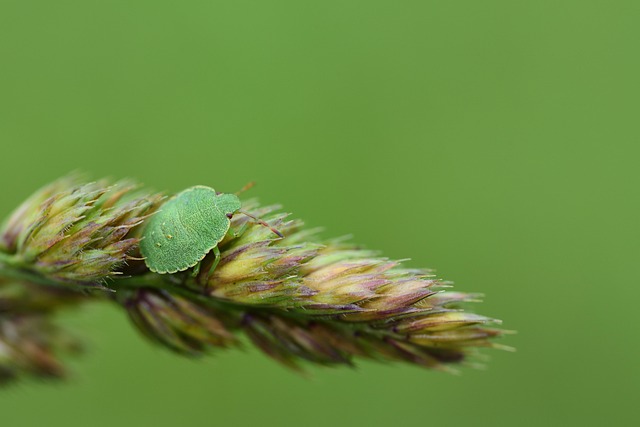 Professional Pest & Wildlife Removal Services Windsor Chatham Kent