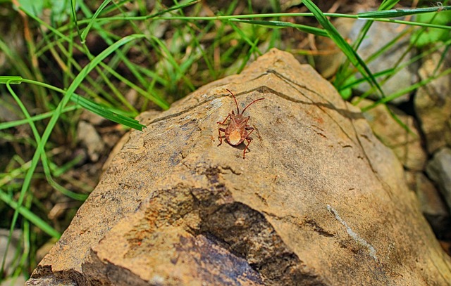 Expert Wildlife Removal: Coexistence Strategies in Windsor Essex
