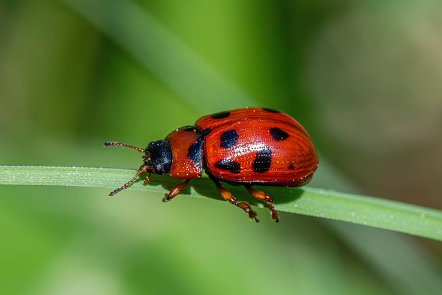 Commercial Pest Control Management in Windsor Ontario Properties