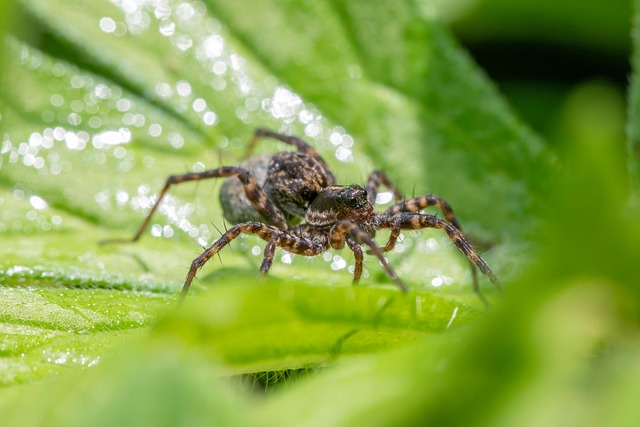 ProTrap Wildlife: Safe Cleanup, Effective Prevention in Windsor Ontario