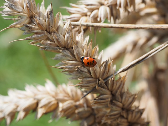 Residential Wildlife Removal Windsor Ontario: Expert Guide to Safe, Humane Solutions