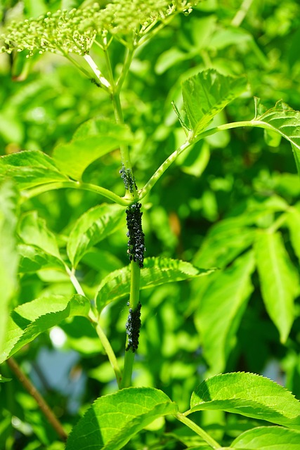 Professional Snake Removal & Pest Control Windsor Essex