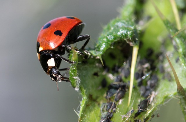Animal Damage Repair: Wildlife Removal Services for Windsor Essex County