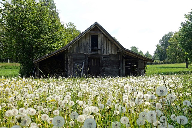 Best Materials for Long-Lasting Small Garden Sheds