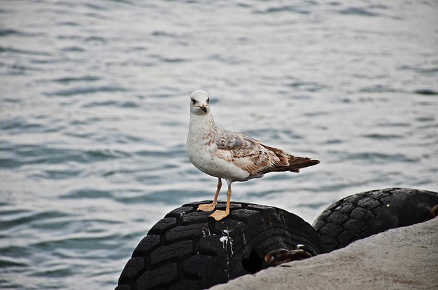 Professional Wildlife Management in Windsor Ontario: Safe Solutions
