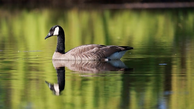 Professional Animal Removal Services in Windsor Ontario