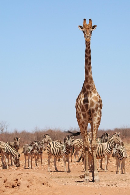 Professional Wildlife Exclusion: Effective Pest Control Management in Windsor Essex