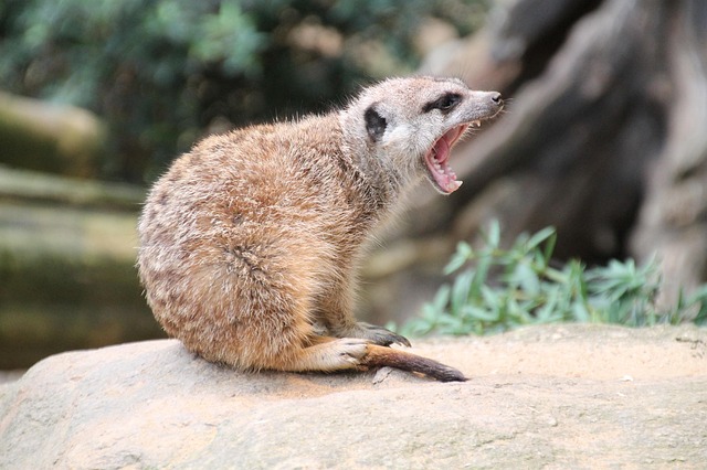 Mouse & Rat Control Windsor: When to Call Wildlife Removal Services