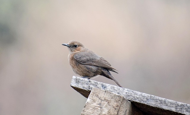 ProTrap Wildlife: Repairing Windsor Essex County Damage
