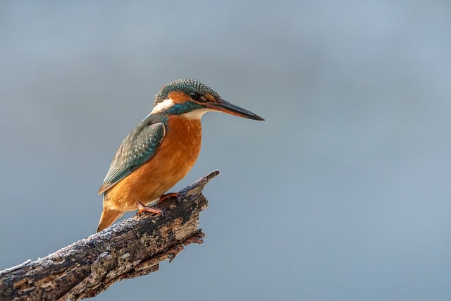Wildlife Removal Windsor: Protecting Commercial & Residential Spaces