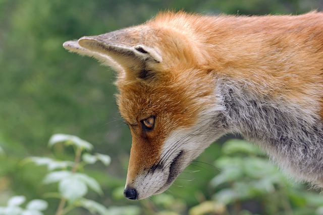 Animal Proofing & Wildlife Removal Services Windsor Essex Ontario