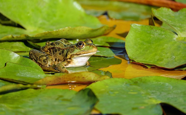 Professional Pest Control Windsor Ontario: Expert Solutions for All