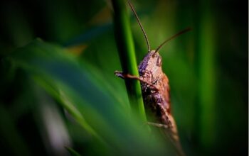pest-control-640x480-18013026.jpeg