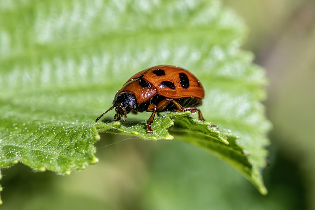 Ethical Wildlife Control: Managing Pests in Windsor Essex