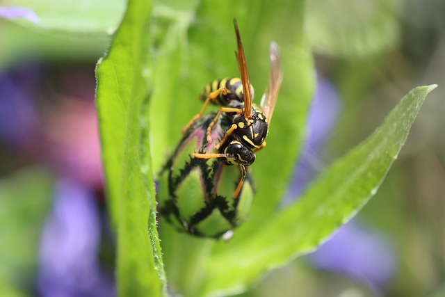 Wildlife Removal Windsor Essex: Expert Proofing for Peace of Mind
