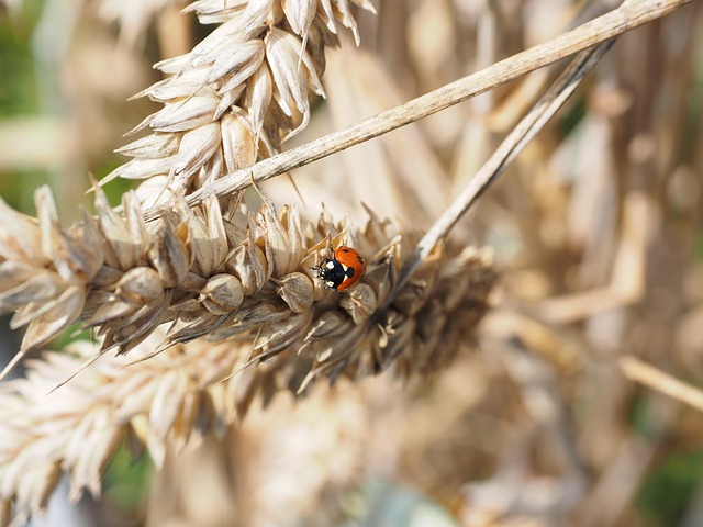 Pest Management Windsor Ontario: Commercial & Residential Solutions