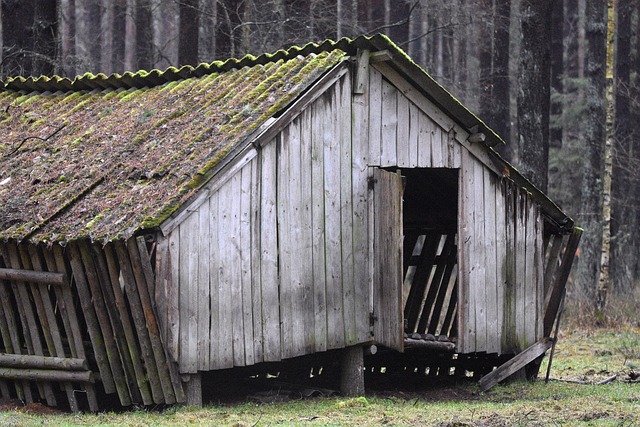 Transform Your Backyard Shed into a Productive Sanctuary
