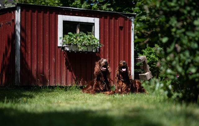 Optimize Your Garden with Top-Rated Backyard Sheds