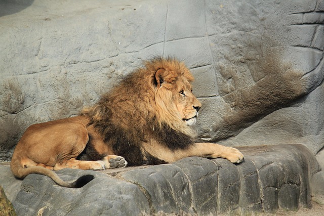 Professional Wildlife Removal Services in Windsor Ontario